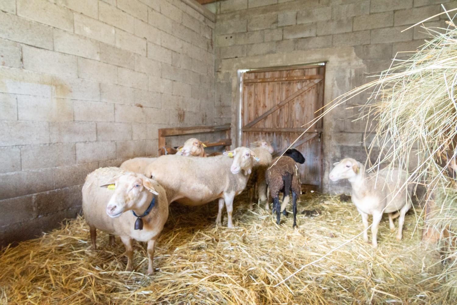 Gite Gite De La Grangette 5/6 Personnes Grandrieu Extérieur photo
